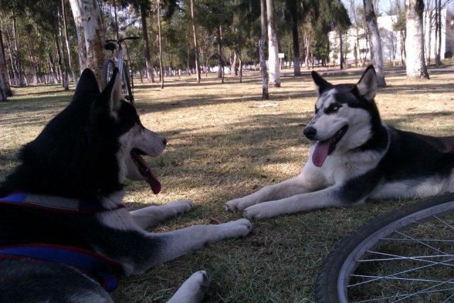  Mushing-Hunde 